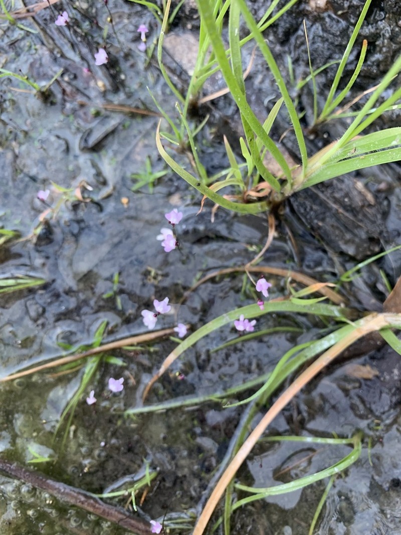 Utricularia minutissima photo 7