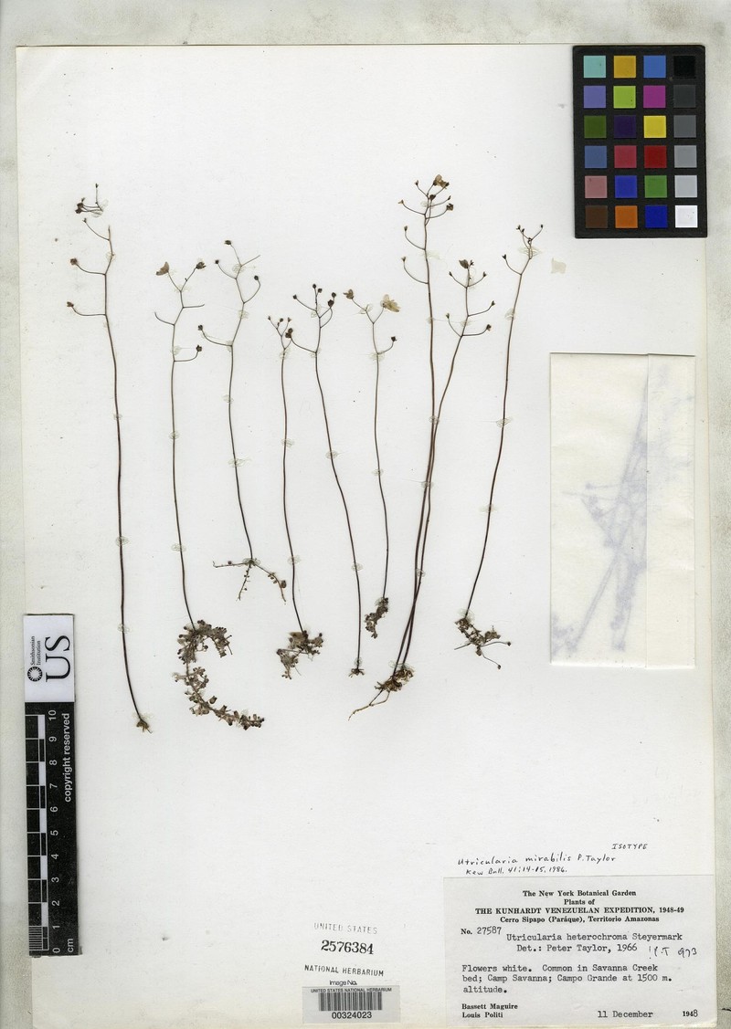 Utricularia mirabilis