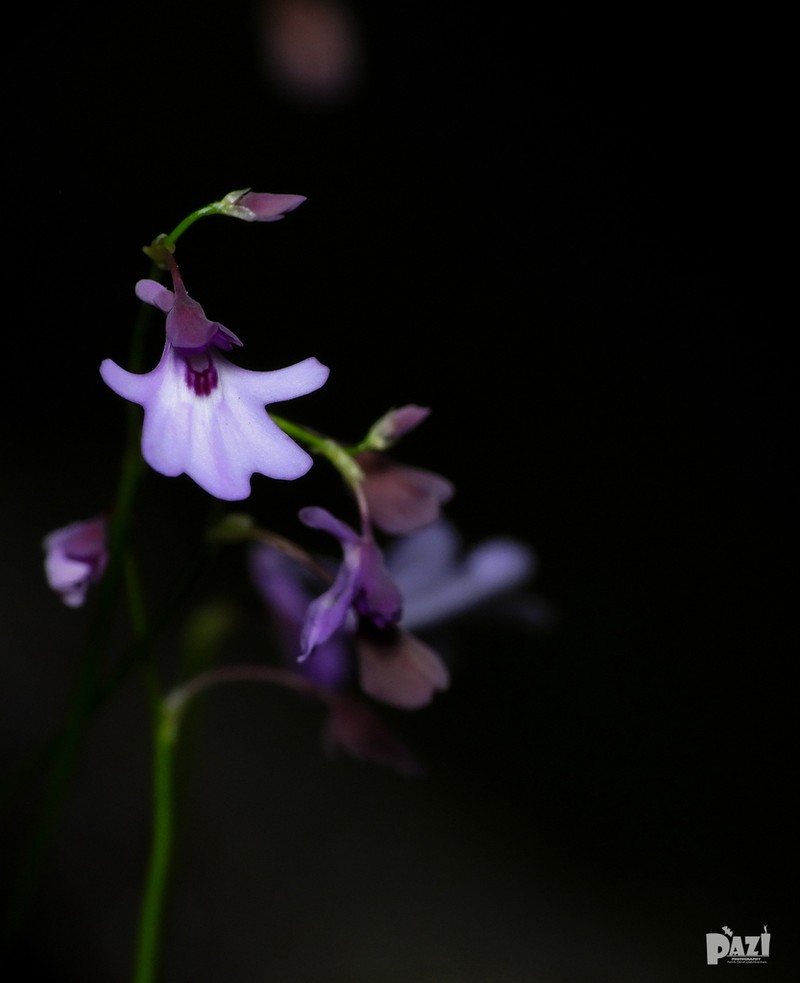 Utricularia moniliformis