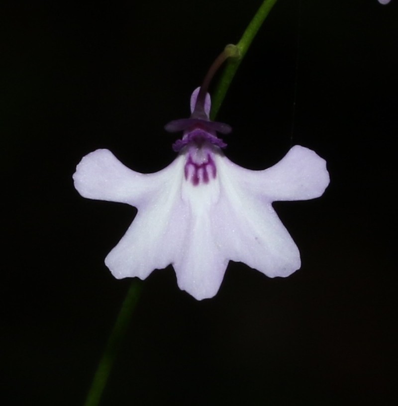 Utricularia moniliformis photo 2