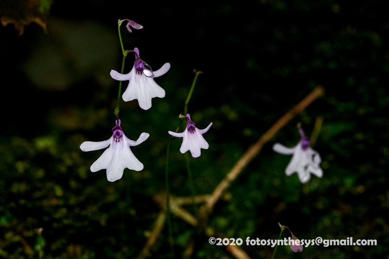 Utricularia moniliformis photo 3