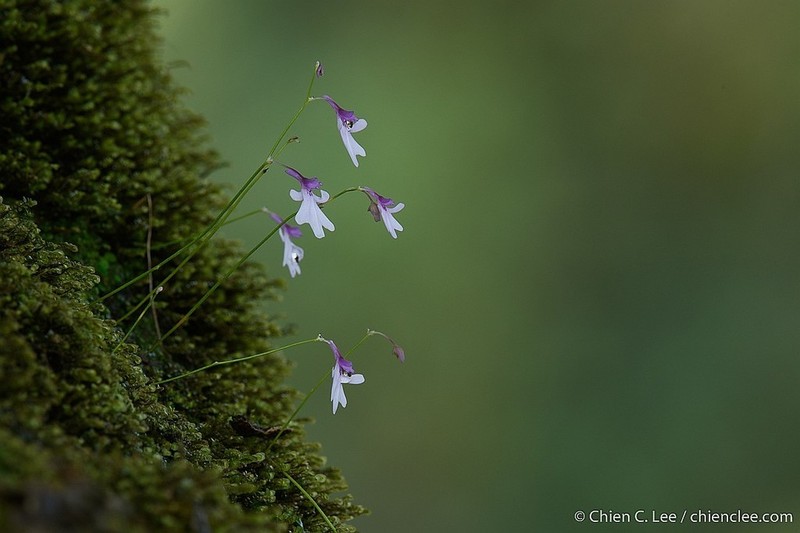 Utricularia moniliformis photo 4