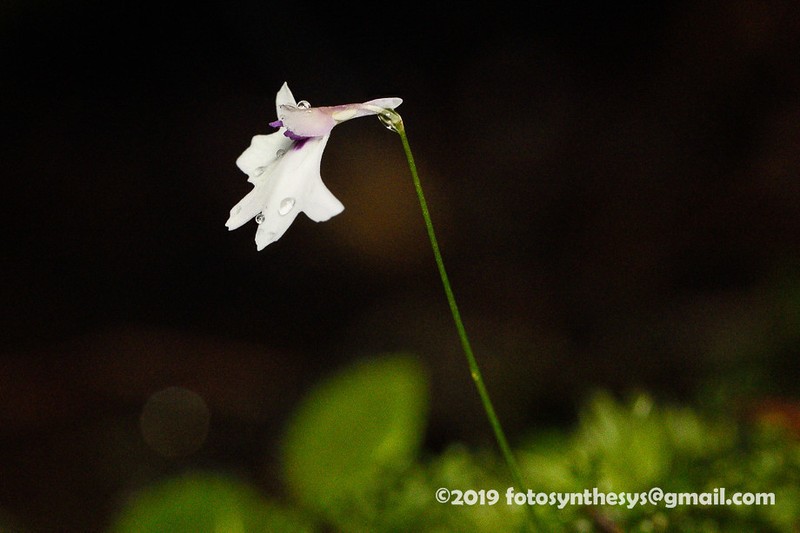Utricularia moniliformis photo 5