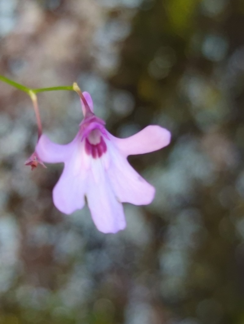 Utricularia moniliformis photo 6