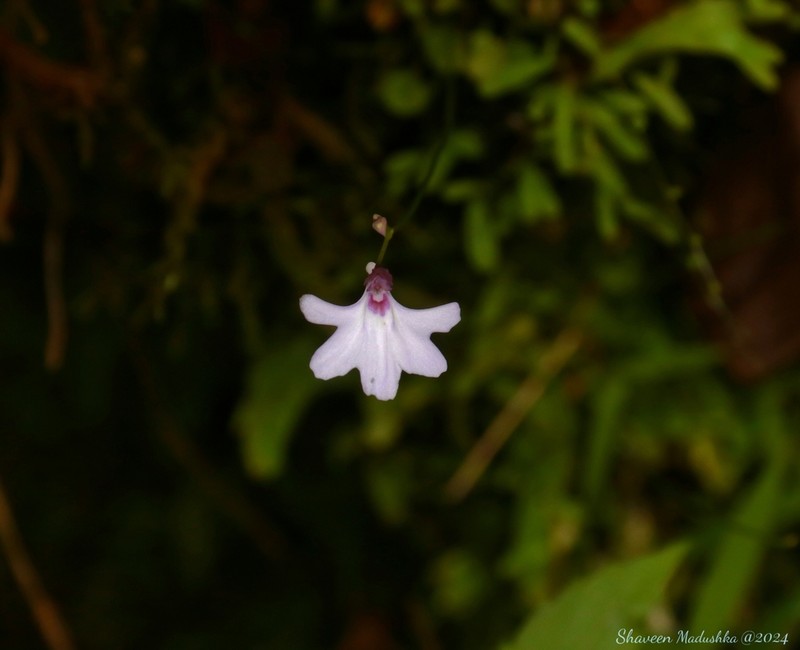 Utricularia moniliformis photo 7