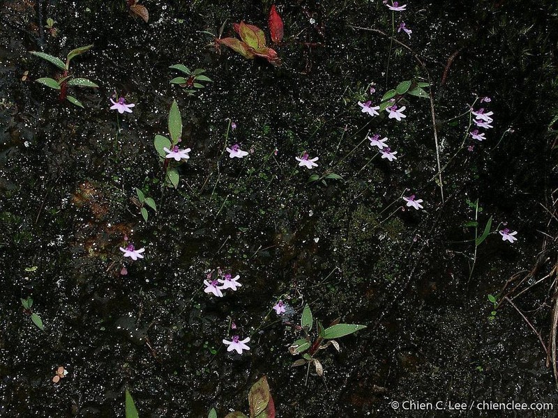 Utricularia moniliformis photo 8