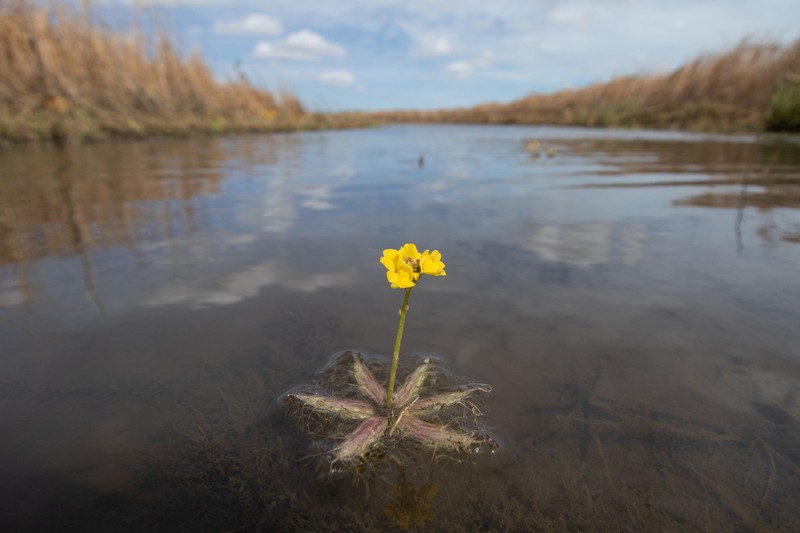 Utricularia muelleri