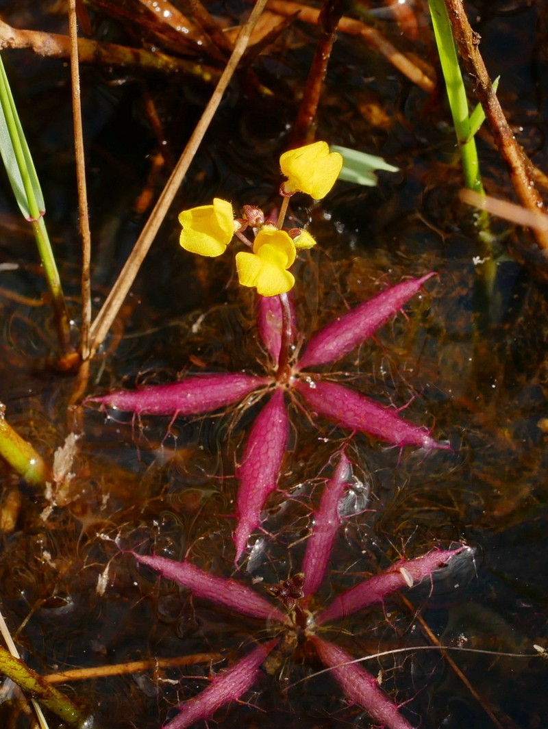 Utricularia muelleri photo 2