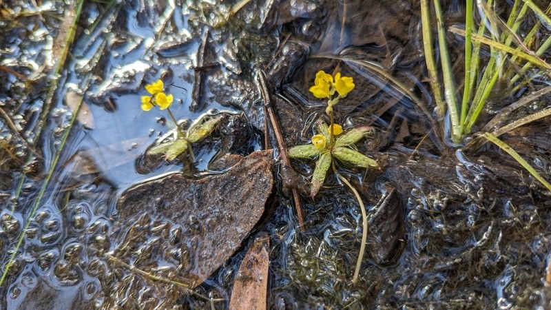 Utricularia muelleri photo 4
