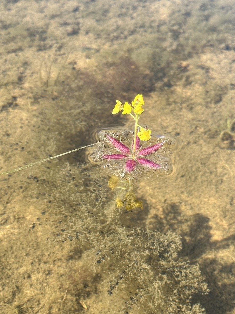 Utricularia muelleri photo 5
