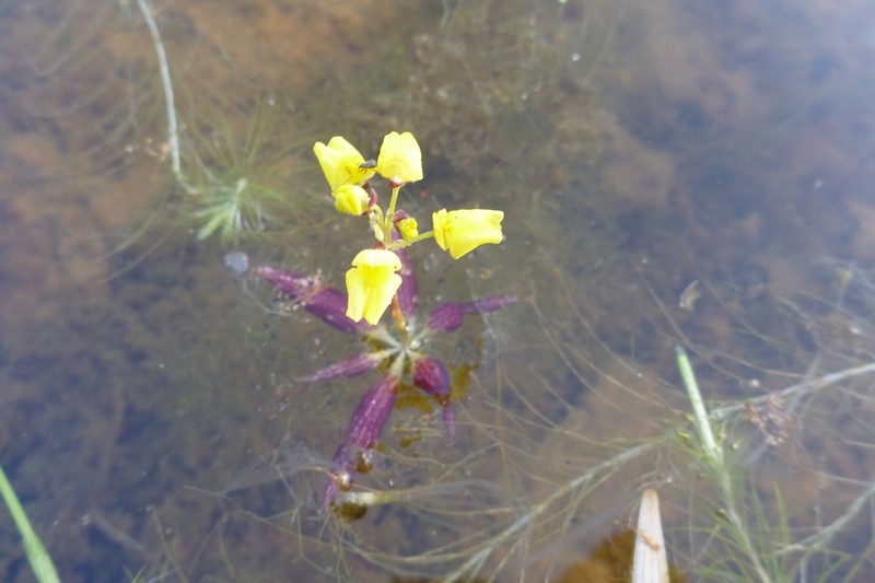 Utricularia muelleri photo 6