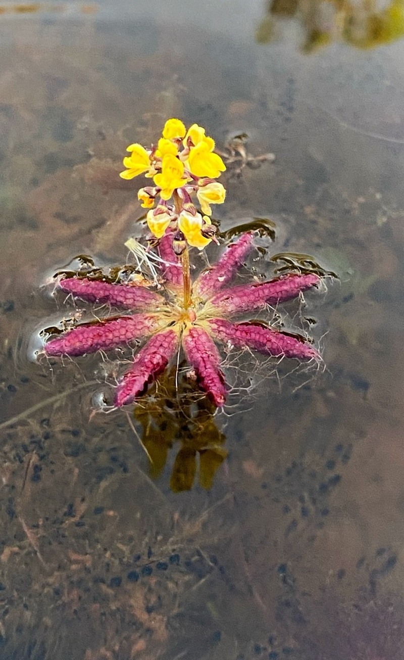 Utricularia muelleri photo 7