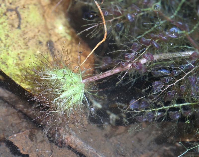 Utricularia muelleri photo 8