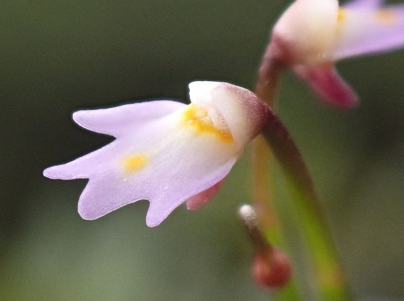 Utricularia multicaulis
