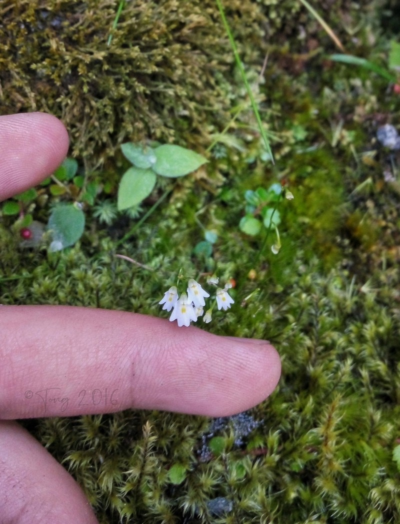Utricularia multicaulis photo 2