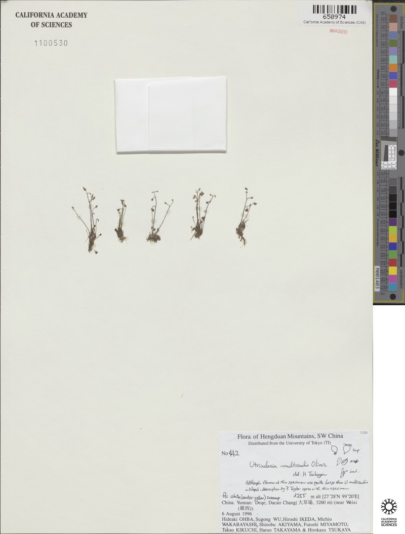 Utricularia multicaulis photo 5