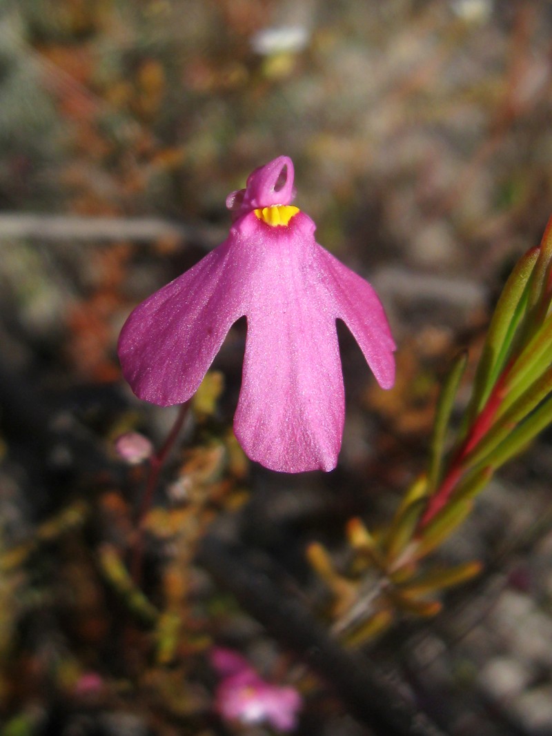 Utricularia multifida
