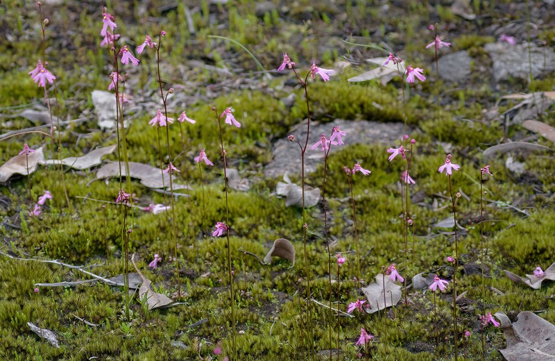 Utricularia multifida photo 2