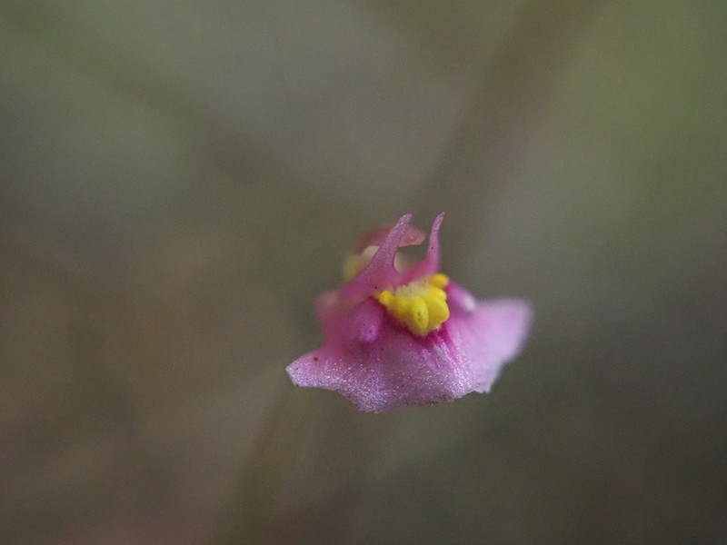 Utricularia multifida photo 3