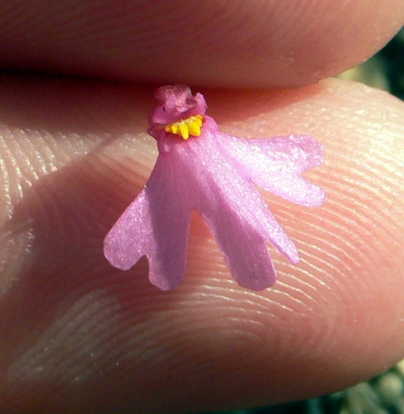 Utricularia multifida photo 4