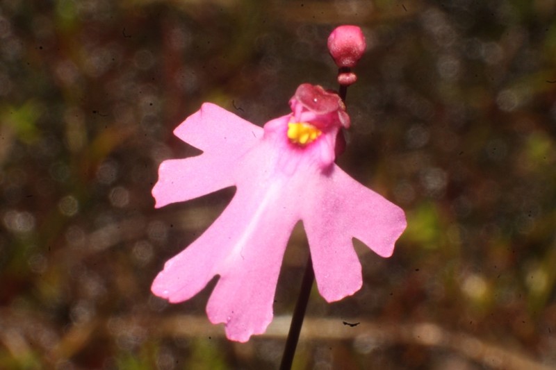 Utricularia multifida photo 7