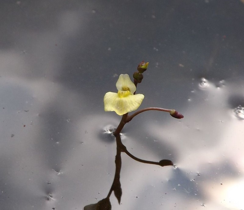 Utricularia multispinosa