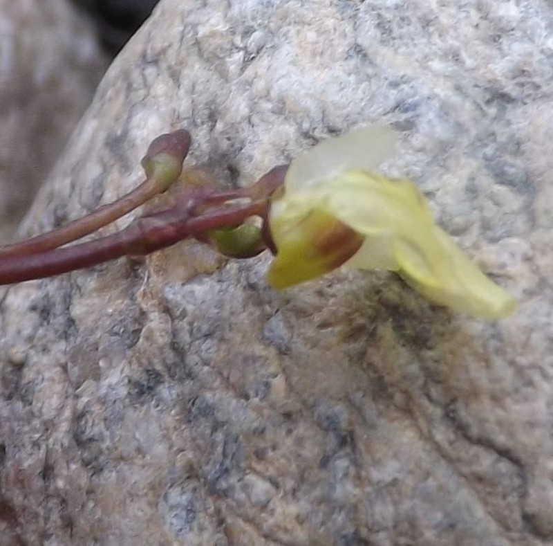 Utricularia multispinosa photo 3