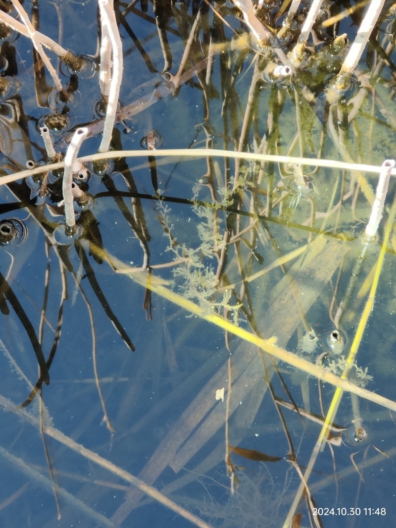 Utricularia multispinosa photo 4