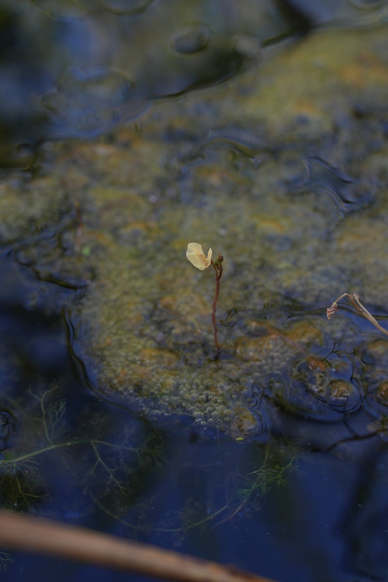 Utricularia multispinosa photo 8