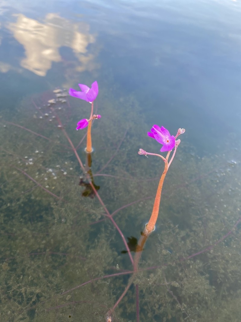 Utricularia myriocista
