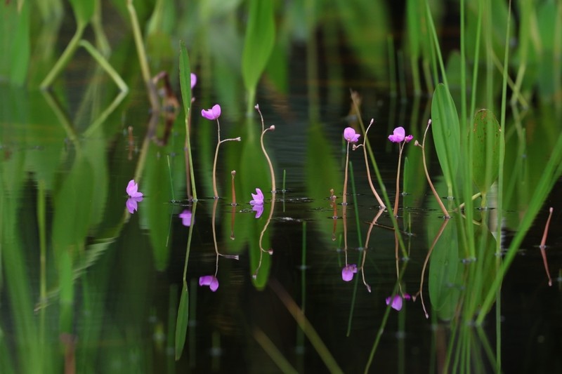 Utricularia myriocista photo 2