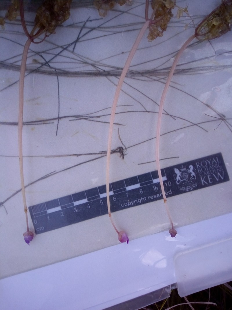 Utricularia myriocista photo 3