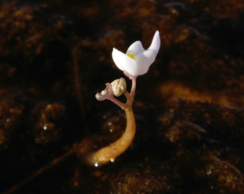 Utricularia myriocista photo 4