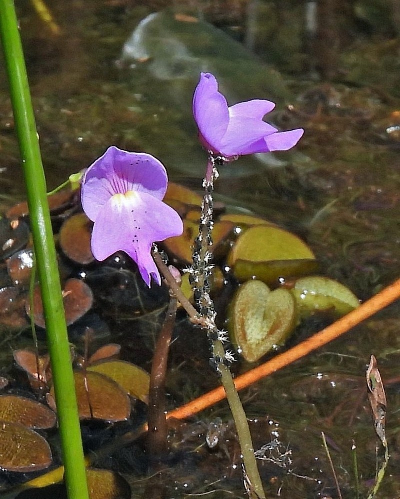 Utricularia myriocista photo 5