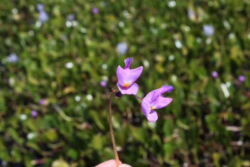 Utricularia myriocista photo 6