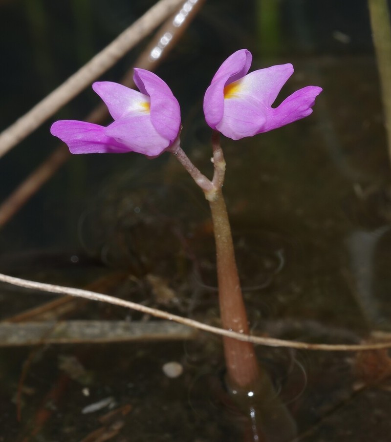 Utricularia myriocista photo 7