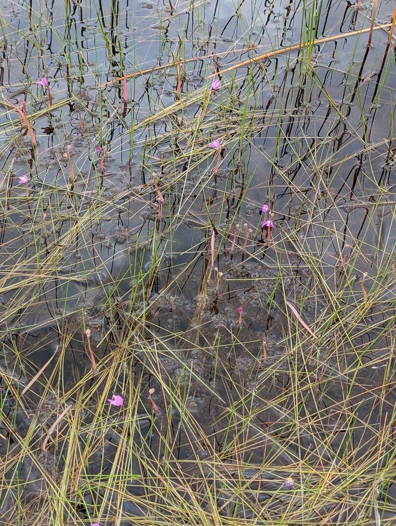 Utricularia myriocista photo 8