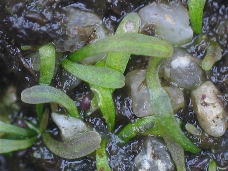 Utricularia nana