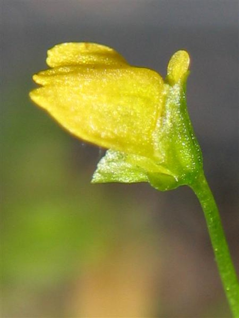 Utricularia nana photo 2
