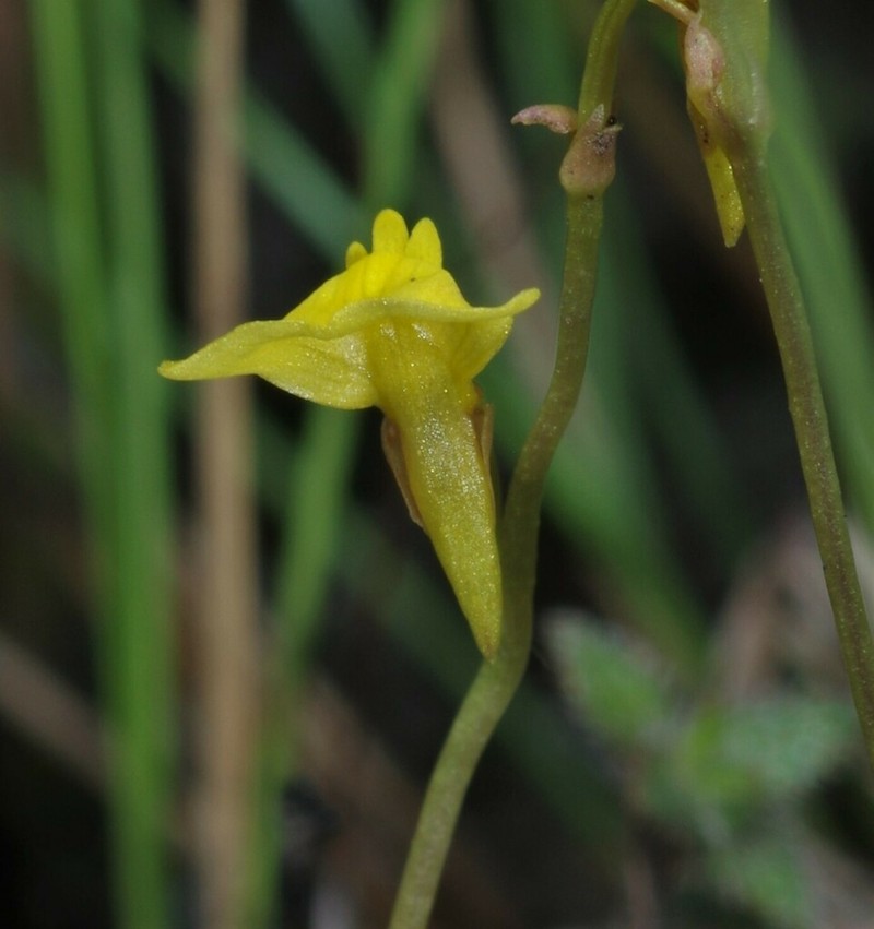 Utricularia nana photo 3