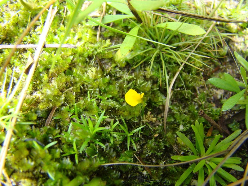 Utricularia nana photo 4