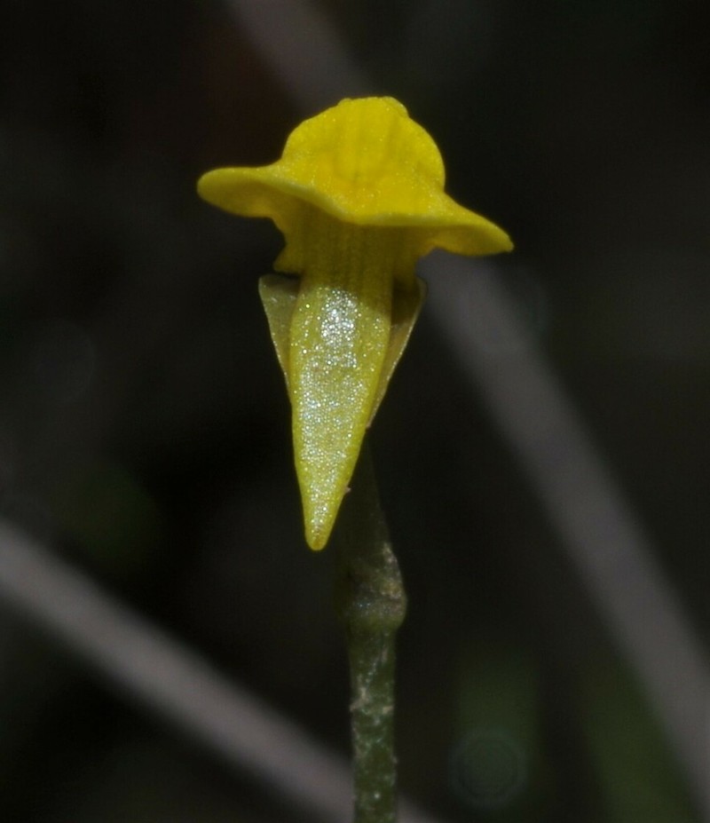 Utricularia nana photo 5