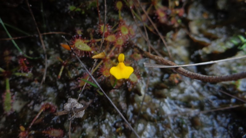 Utricularia nana photo 6