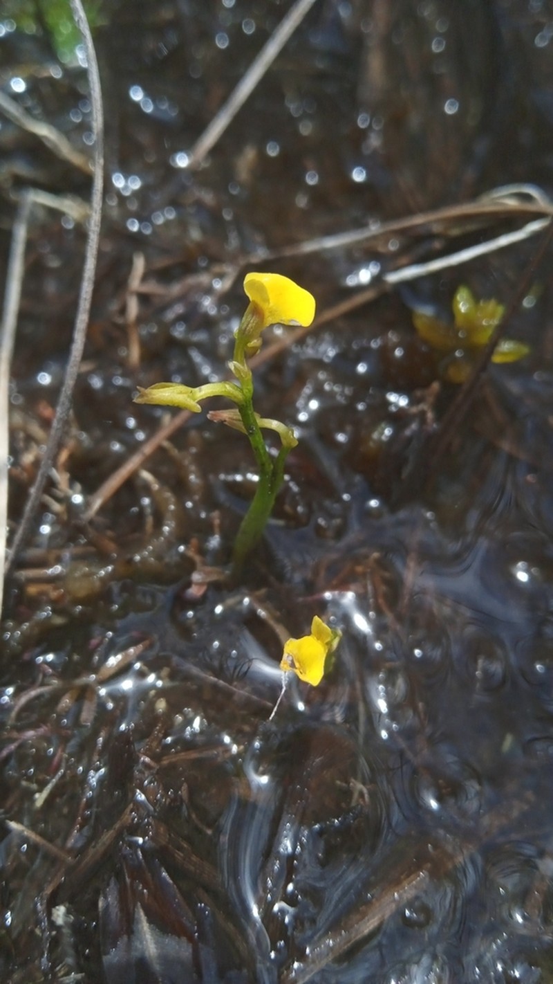 Utricularia nana photo 7