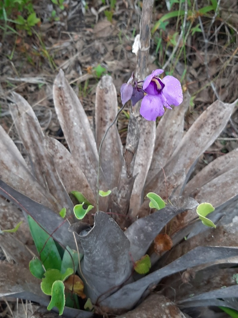 Utricularia nelumbifolia photo 2