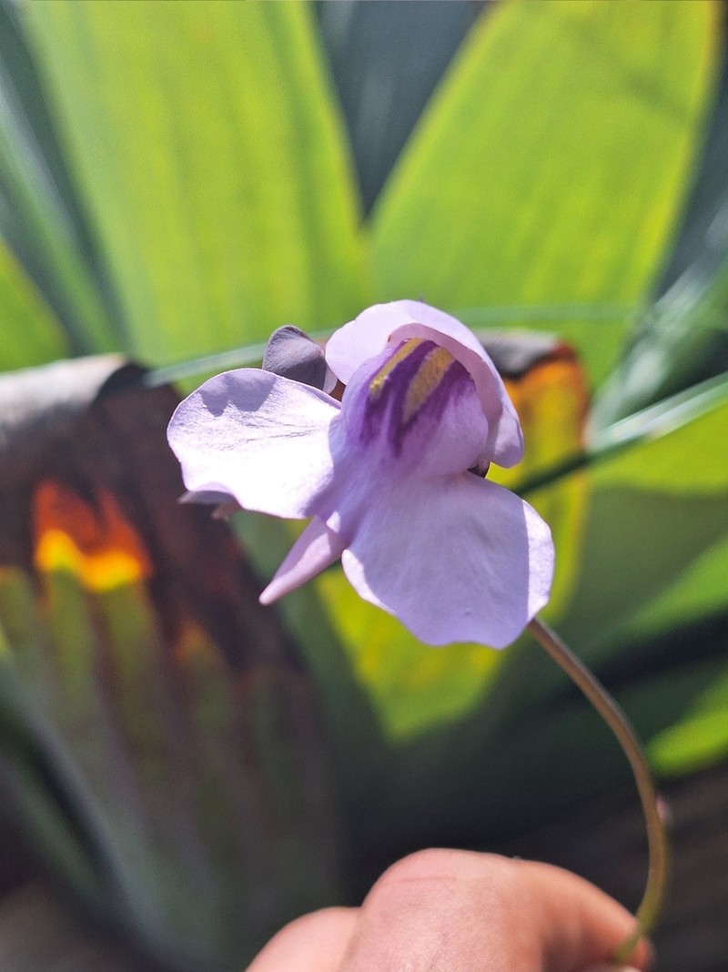 Utricularia nelumbifolia photo 3