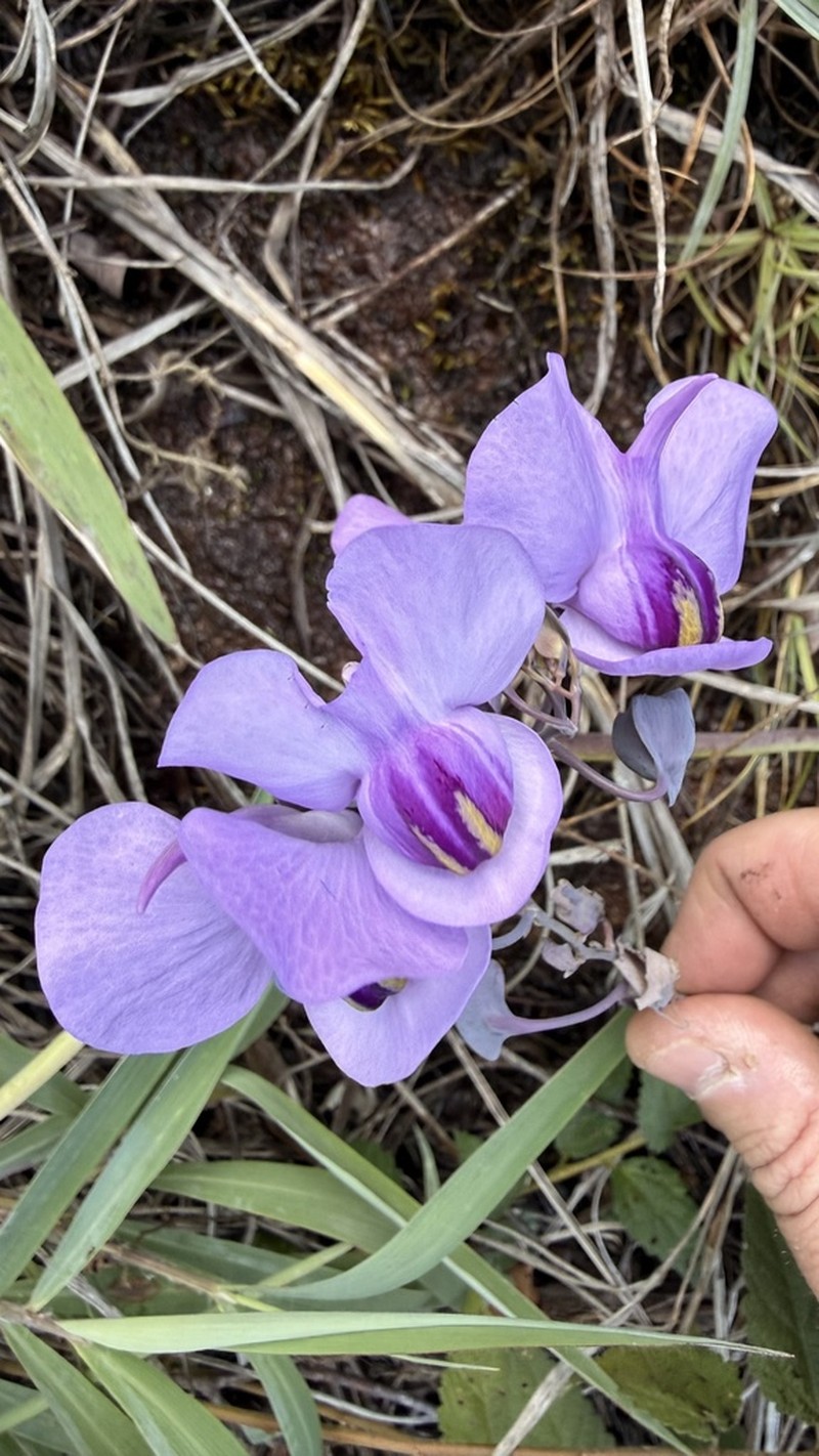 Utricularia nelumbifolia photo 4
