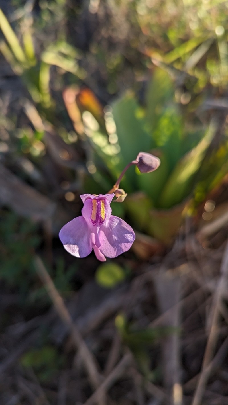 Utricularia nelumbifolia photo 5