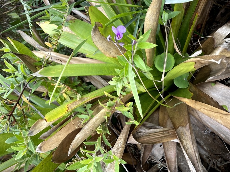 Utricularia nelumbifolia photo 6
