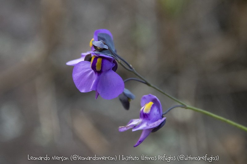 Utricularia nelumbifolia photo 7